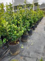 ligustrum-texanum-vs1824