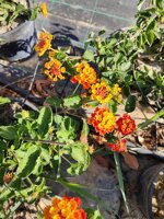 lantana-camara-vaso-15-a-cespuglio-fucsia-arancione-rosso