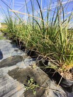 erba-della-pampas-cortaderia-selloana-vaso-18