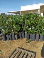 mango-mangifera-indica-innestato-in-vaso-h-90100-cm