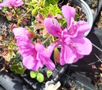 geranio-edera-pelargonium-haederifolium-peltatum-vaso-14-rosso-violetto