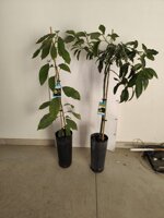 avocado-persea-americana-varieta-hass-e-bacon-innestato-in-vaso-h-80100-cm