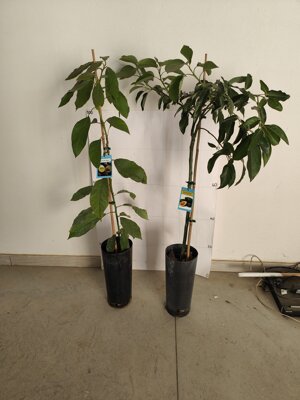 avocado-persea-americana-varieta-hass-e-bacon-innestato-in-vaso-h-80100-cm