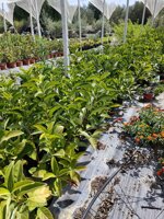 viburnum-lucidum-viburno-lucido-vaso-18-h-5060-cm