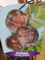 susina-alberi-da-frutto-in-fitocella-varieta-susina-pappagona-susina-president-black-amber
