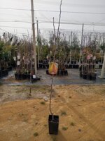 pera-alberi-da-frutto-in-fotocella-varieta-pera-coscia-pera-abate-fetel