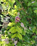 grewia-occidentalis-vaso-18