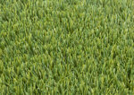 soft-cs35-new-lolium-prato-sintetico-identico-al-vero