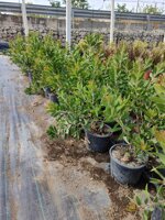 callistemon-citrinus-vs-18-h-5060-cm