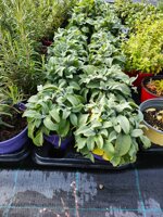 salvia-officinalis-vs14-pianta-aromatica