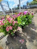 geranio-macranta-pelargonium-macranta-vaso-14-rosso-rosa-e-viola-sfumati