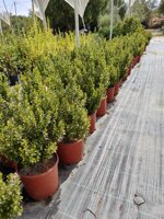 myrsine-africana-palloncino-vs-1824