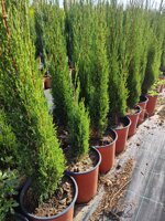 cupressus-sempervirens-totem-cipresso-toscano-vs18-h-100110-cm