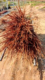 mandorlo-innestato-prunus-dulcis-a-radice-nuda-di-1-anno