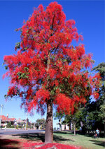 brachychiton-acerifolius-vs22-h-130150-cm