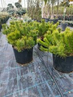 pinus-mugo-pomilo-pino-mugo-nano-vs26