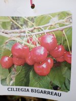 ciliegio-in-fitocella-h-140150-alberi-da-frutto