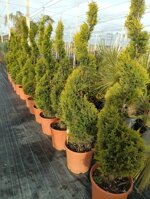 cupressocyparis-leylandii-innestato-a-spirale-140150-cm