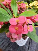 euphorbia-milii-vaso-14-rosso-rosa-giallo-pesco