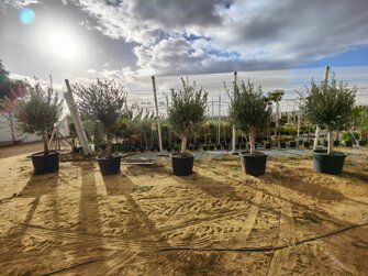 olivo esemplare.jpeg