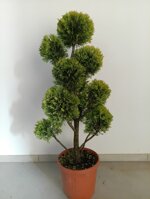cupressocyparis-leylandii-innestato-a-pon-pon-h-80100-cm-e-h-120140-cm