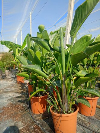 strelitzia augusta.jpeg