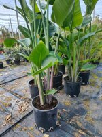 tris-strelitzia-augusta-vaso-10-litri-h-140-150-cm