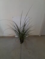 erba-della-pampas-cortaderia-selloana-vaso-18