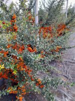 pyracantha-mohave-vs-18-h-7090-cm