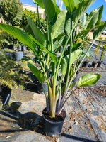 tris-strelitzia-augusta-vaso-10-litri-h-140-150-cm