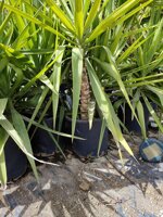 yucca-elephantipes-vs-30-h-90100-cm