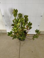 arbutus-unedo-corbezzolo-albatro-arbuto-vaso-18-h-3040-cm