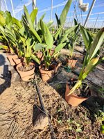 strelitzia-reginae-uccello-del-paradiso-vaso-18-h-5060-cm