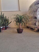 beaucarnea-recurvata-pianta-mangiafumo-vs22-h5060-cm