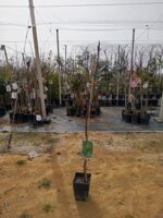 fico-alberi-da-frutto-in-vaso-varieta-fico-fiorone-bianco