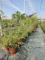 buddleja-davidii-adonis-blue-pianta-delle-farfalle-vs16