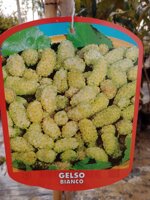 gelso-alberi-da-frutto-in-vaso-varieta-gelso-bianco-gelso-nero