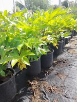 aralia-fatsia-japonica-vaso-20-h-4050-cm