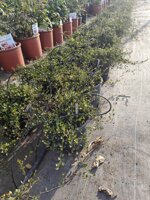 muehlenbeckia-complexa-vs16