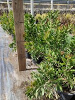 callistemon-citrinus-vs-18-h-5060-cm