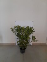 pittosporo-pittosporum-tobira-vaso-18-h-6070-cm