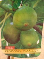 fico-alberi-da-frutto-in-vaso-varieta-fico-fiorone-bianco