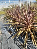 cordyline-australis-red-star-dracena-rossa-vaso-20