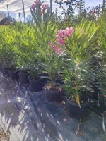 oleandro-nerium-olender-vaso-18-rosso-rosa-bianco-h-6080-cm