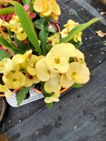 euphorbia-milii-vaso-14-rosso-rosa-giallo-pesco