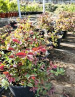 loropetalum-fire-dance-loropetalo-vaso-18-h2025-cm