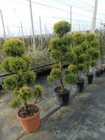 cupressocyparis-leylandii-innestato-a-pon-pon-h-80100-cm-e-h-120140-cm