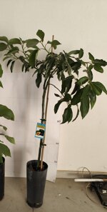 avocado-persea-americana-varieta-hass-e-bacon-innestato-in-vaso-h-80100-cm