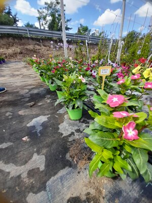 vinca-pervinca-vaso-12-fucsia-rosa-pesco