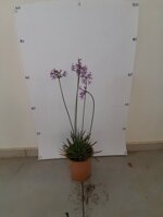 tulbaghia-violacea-vaso-18